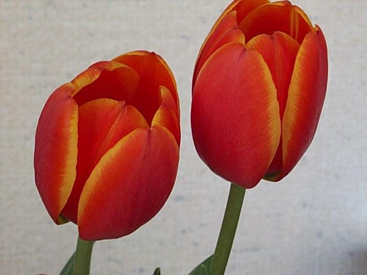 Terre Haute Tulips