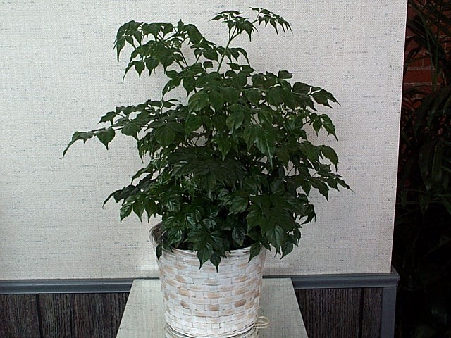 china plants